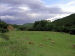 Rebaño de ovejas en la Sierra de Peña. Zaragoza.