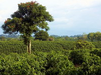 Plantación de café en Quinbaya.