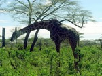 Fauna africana - Jirafas