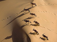 Gacelas oryx en el desierto de Namibia.