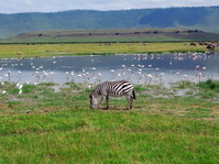 Reserva del cráter del Ngorongoro. Tanzania.