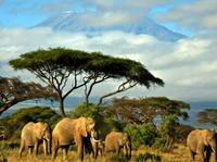 Elefantes en Tanzania.