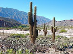 Cactus en Jujui.