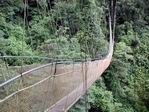 Puente colgante en la selva