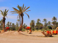 Camellos en el palmeral de Marrakech.