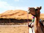 Camello en el desierto.