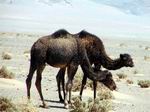Camellos en el desierto.