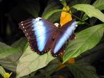 Mariposa paraguaya