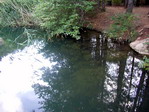 Peces en Lago de Valdeazores en la Sierra de Cazorla