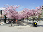 Primavera en Estocolmo