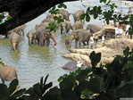 Elefantes en Ceilán.
