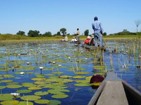 Delta del Okawango. Botswana.