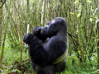 Gorila en Ruanda.