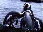 Pingüinos patagónicos.