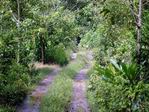 Camino en la selva