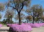 Flores y árboles en Palma de Mallorca.