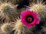 Flor de Cactus