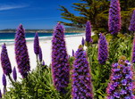 Flores en las playas de California, USA.
