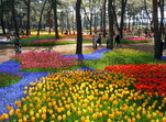 Tulipanes en parque Hitachi, Japón.