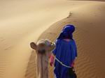 Camello en el desierto del Sáhara.