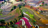 Campos en Yunnan. China.