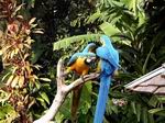 Pájaros Tropicales